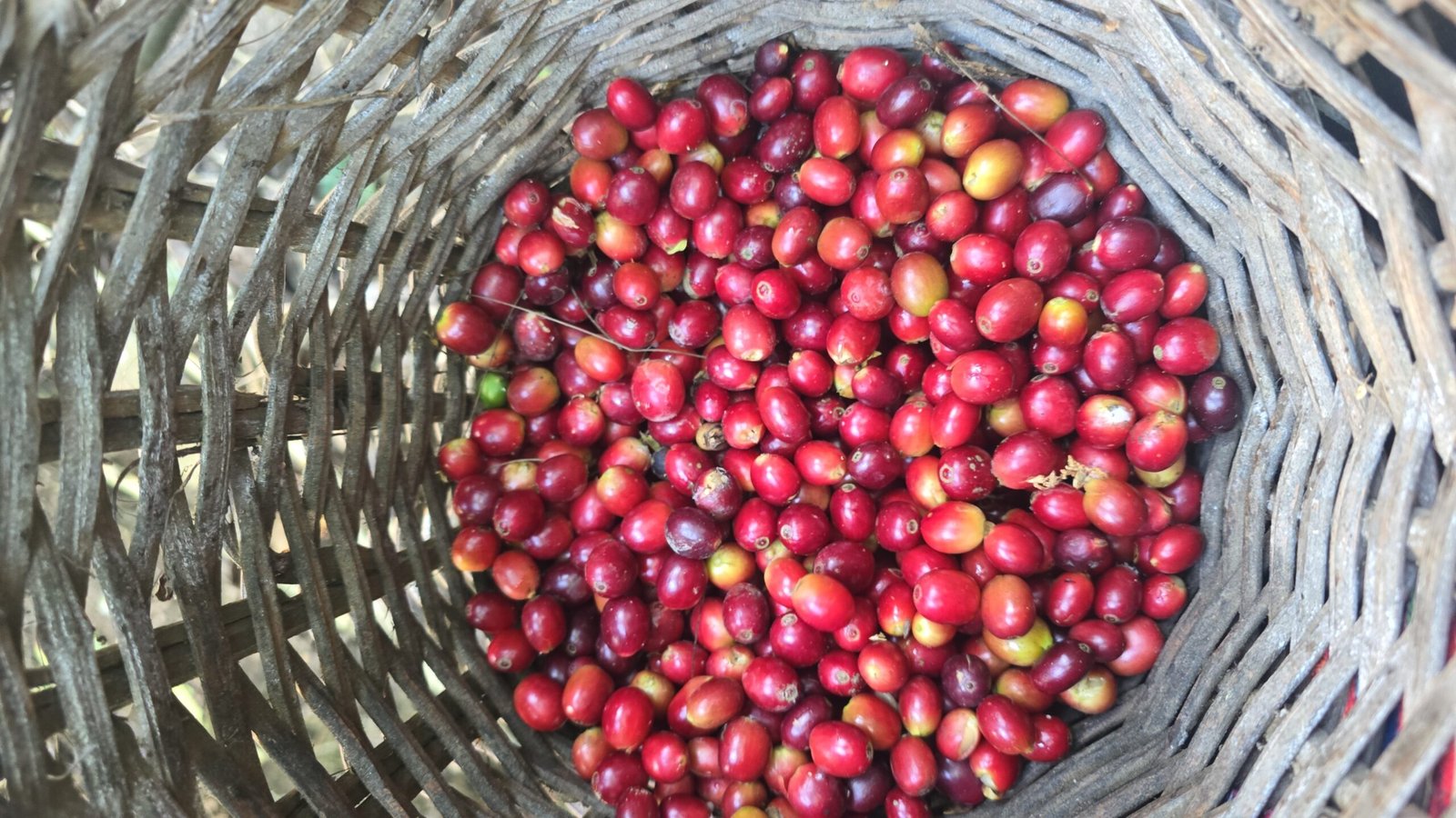 Plantación de café