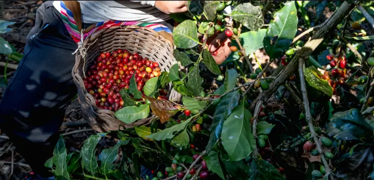 Grano de Café